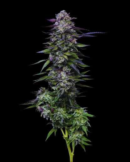 Candy Hustle Humboldt Seed Company