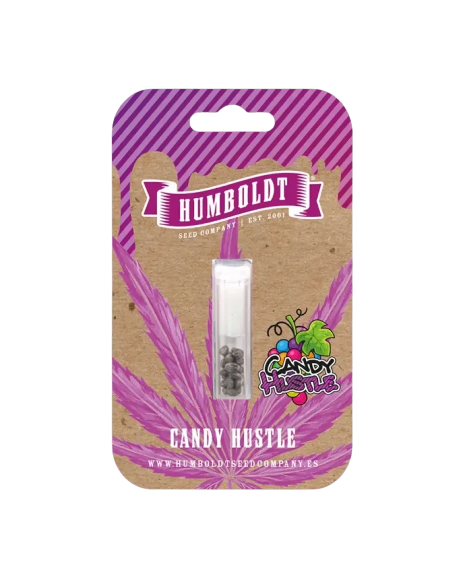 Candy Hustle von Humboldt Seed Company