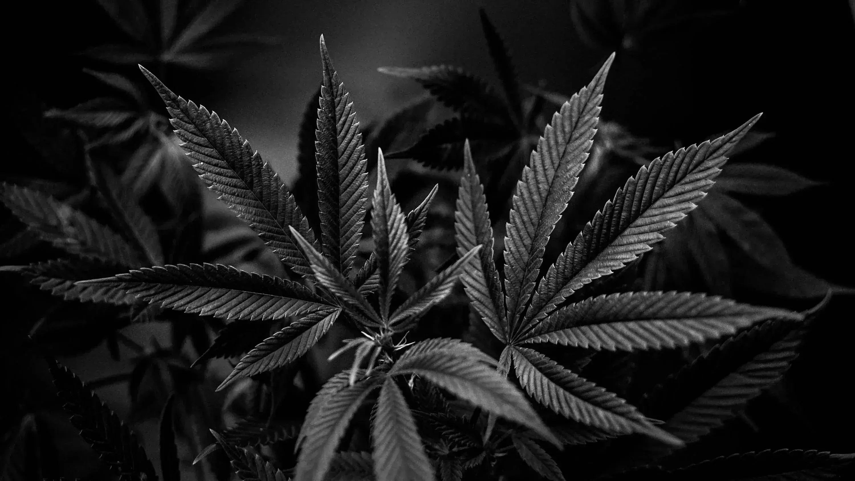 Cannabis Samen online kaufen