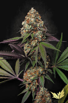Caramba, feminisierte Cannabis Samen von Paradise Seeds