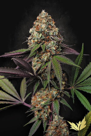 caramba-paradise-seeds
