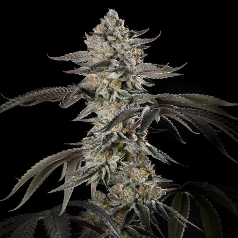 Silent Seeds Cherry Essence Cannabis Samen