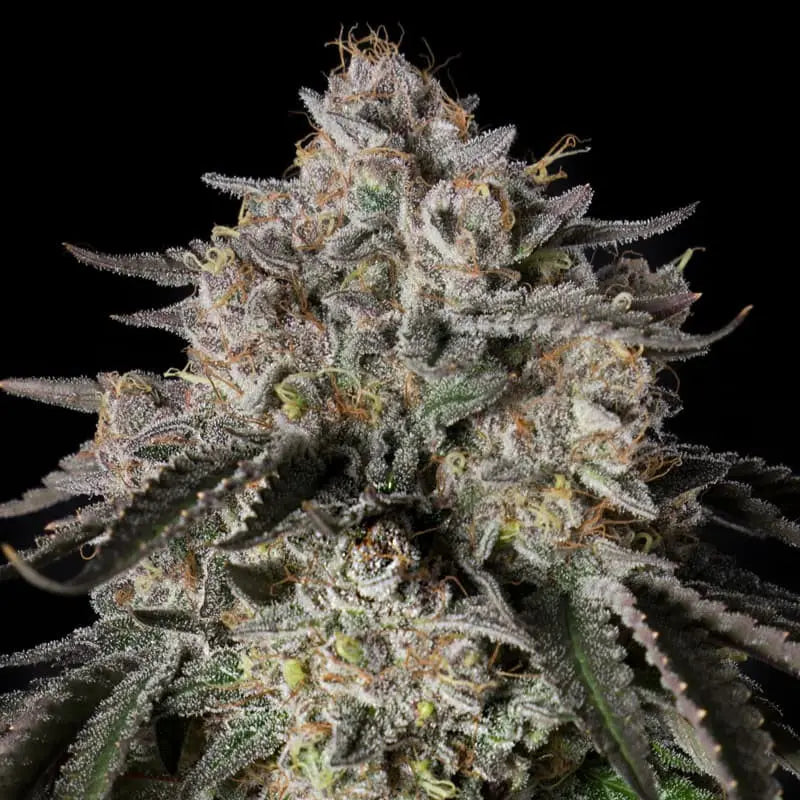 Silent Seeds Cherry Essence Cannabis Samen