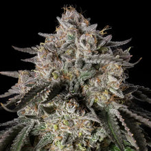 Silent Seeds Cherry Essence Cannabis Samen