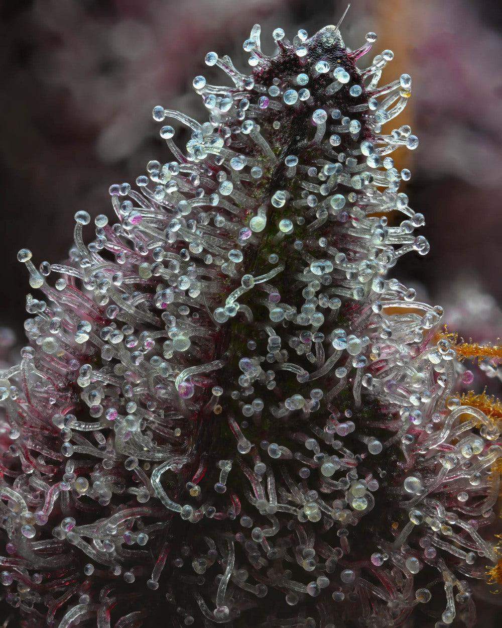 Makroaufnahme der Trichome