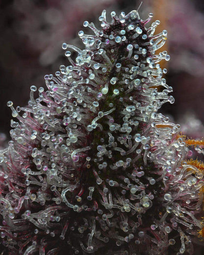 Makroaufnahme der Trichome