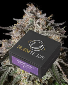 Cherry Essence von Silent Seeds – feminisierte Cannabis Samen
