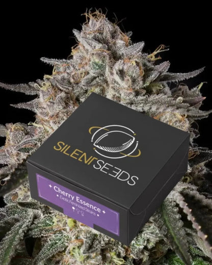 Cherry Essence von Silent Seeds – feminisierte Cannabis Samen
