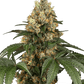 sensi-seeds-chocolate-rainbow-xxl