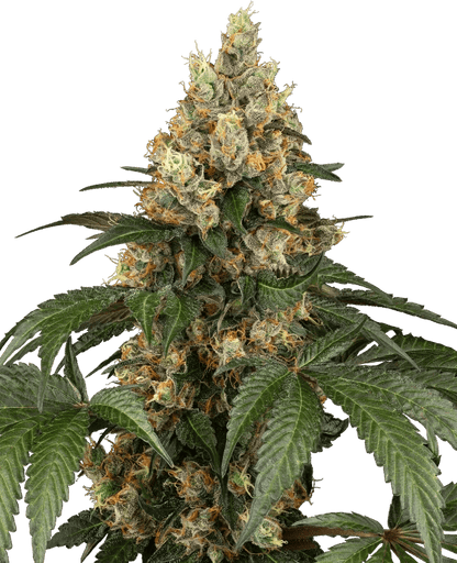 sensi-seeds-chocolate-rainbow-xxl