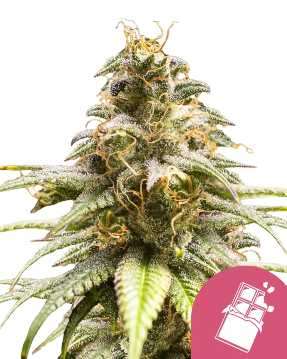 Chocolate Haze feminisiert