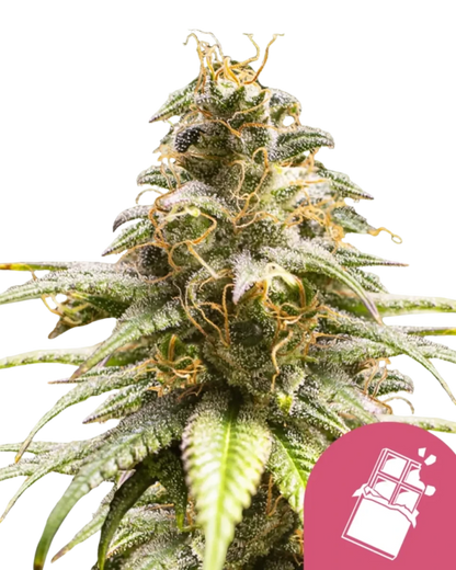 Chocolate Haze feminisiert