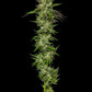 collie-man-kush-humboldt-seed-company