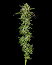 collie-man-kush-humboldt-seed-company