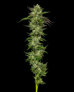 collie-man-kush-humboldt-seed-company