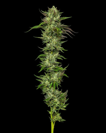 Collie Man Kush Nahaufnahme einer reifen Blüte
