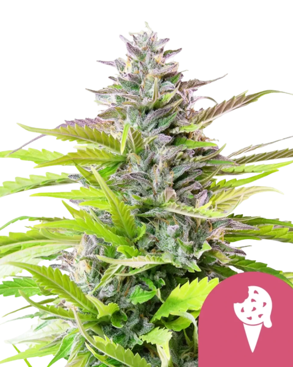 Cookies Gelato Samen von RQS.