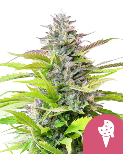 Cookies Gelato Samen von RQS.