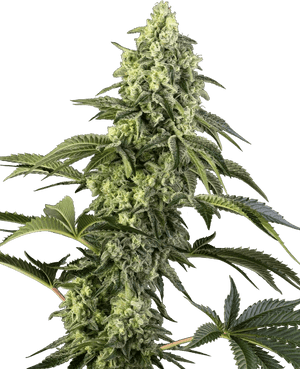 cosmic-kiss-sensi-seeds