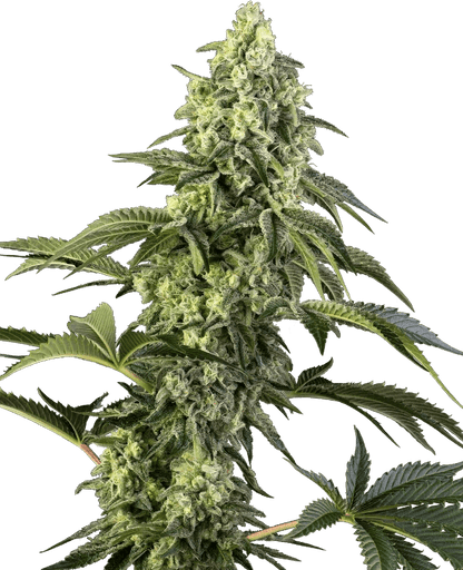 cosmic-kiss-sensi-seeds