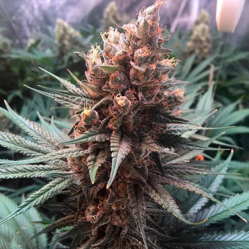 Silent Seeds Critical Jack Cannabis Samen