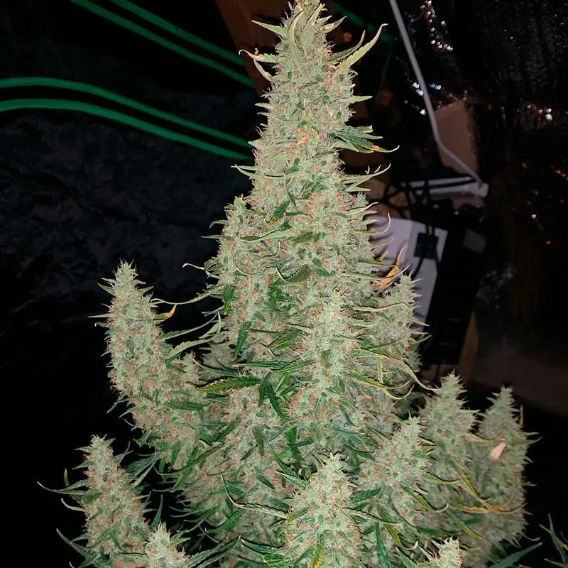 Silent Seeds Critical Jack Cannabis Samen