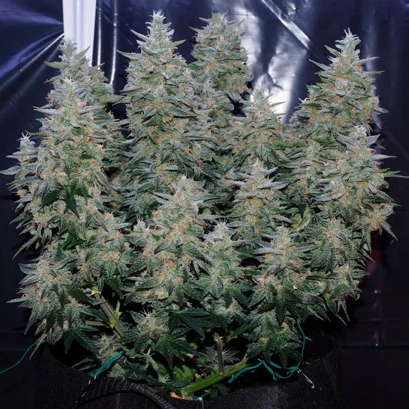 Silent Seeds Critical Jack Cannabis Samen