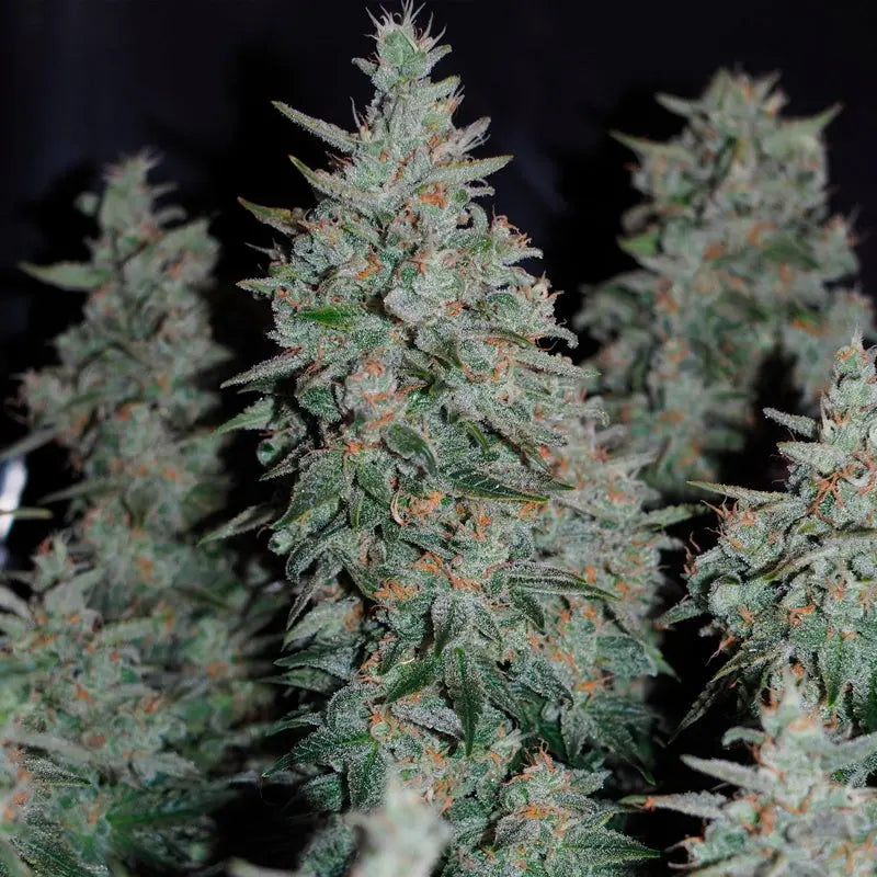Silent Seeds Critical Jack Cannabis Samen
