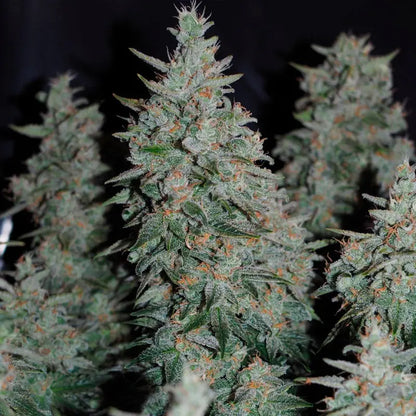 Silent Seeds Critical Jack Cannabis Samen