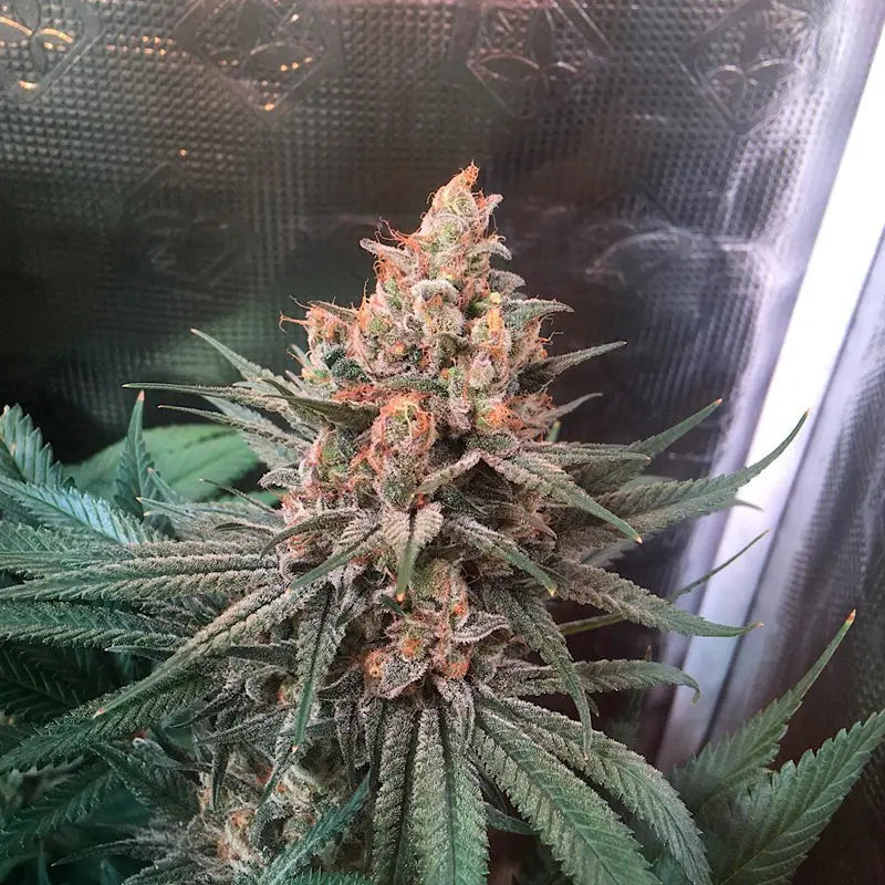 Silent Seeds Critical Jack Cannabis Samen