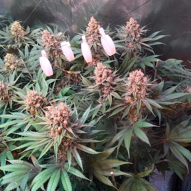 Silent Seeds Critical Jack Cannabis Samen