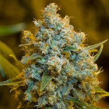 Silent Seeds Critical Jack Cannabis Samen