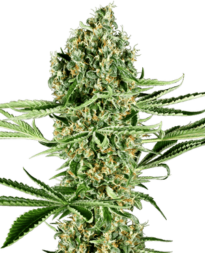 sensi-seeds-critical-runtz