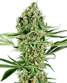 sensi-seeds-critical-runtz