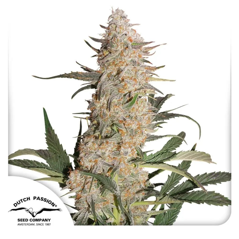 Critical Orange Punch von Dutch Passion
