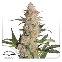 Critical Orange Punch von Dutch Passion