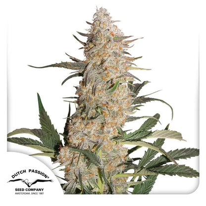 Critical Orange Punch von Dutch Passion
