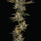 humboldt-seed-company-donutz