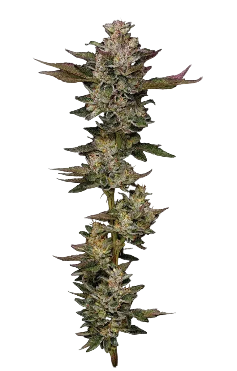 humboldt-seed-company-donutz