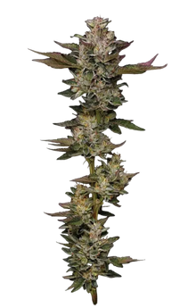 humboldt-seed-company-donutz