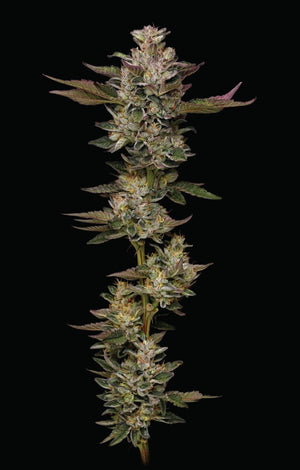 humboldt-seed-company-donutz