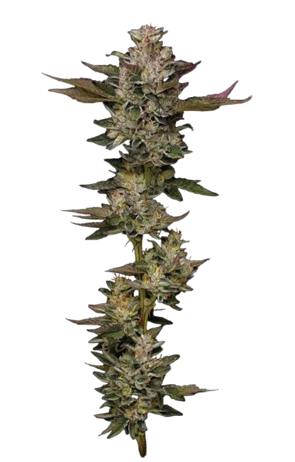 humboldt-seed-company-donutz