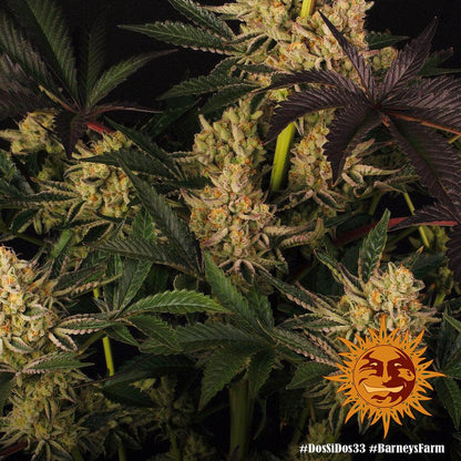 barneys-farm-hanfsamen-dos-si-dos-33