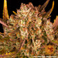 barneys-farm-dos-si-dos-automatic