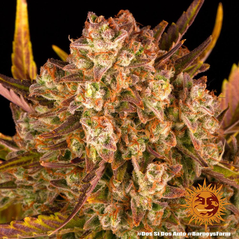 barneys-farm-dos-si-dos-automatic