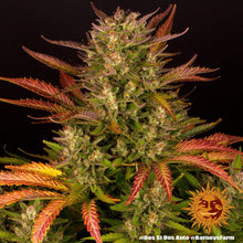 Dos Si Dos Auto, autoflowering Cannabis Samen