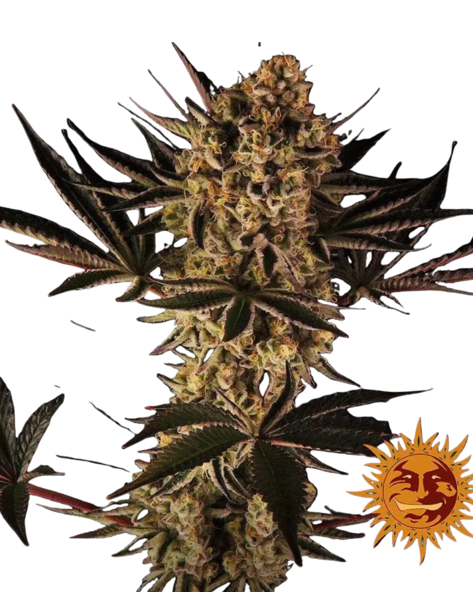 Dos Si Dos 33 Cannabis Samen