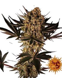 Dos Si Dos 33 Cannabis Samen