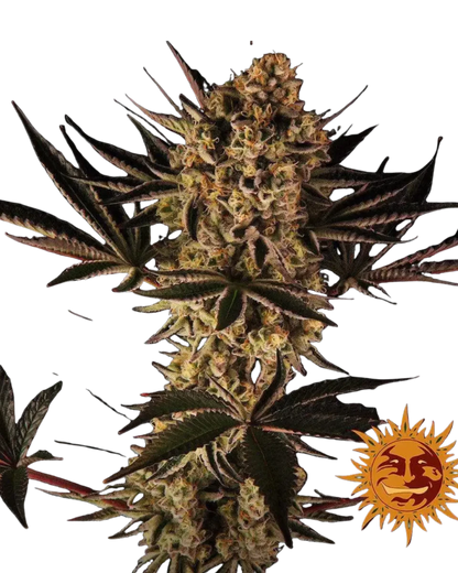 Dos Si Dos 33 Cannabis Samen
