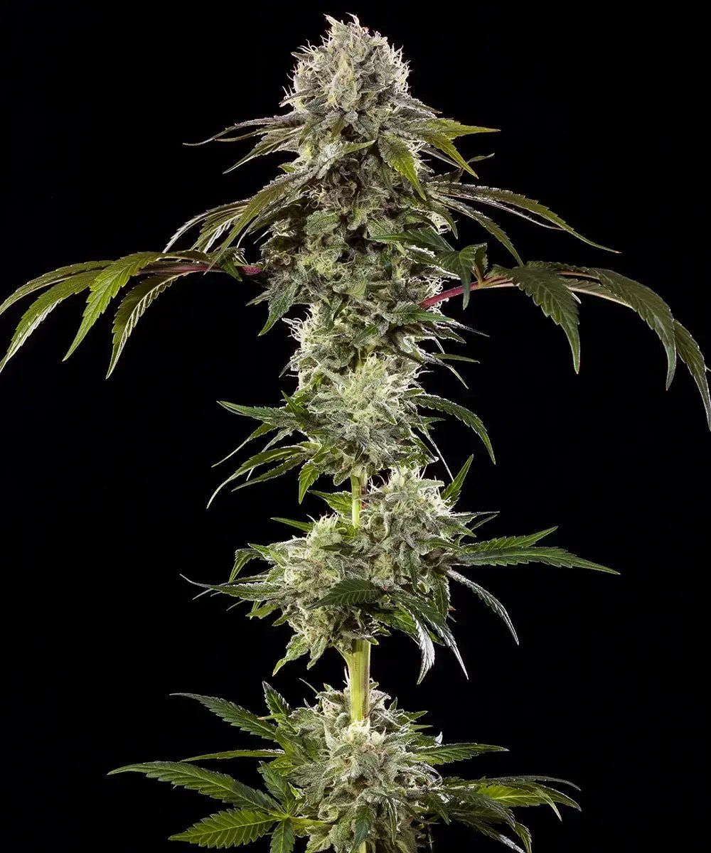 Durban Poison Cannabis Samen von Barney's Farm